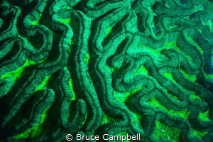 Brain coral under blue light by Bruce Campbell 